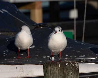 Black-headed Gull (Chroicocephalus ridibundus) [Dragør, Denmark]