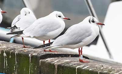 Black-headed Gull (Chroicocephalus ridibundus) [Dragør, Denmark]
