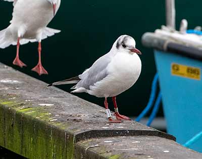 Black-headed Gull (Chroicocephalus ridibundus) [Dragør, Denmark]
