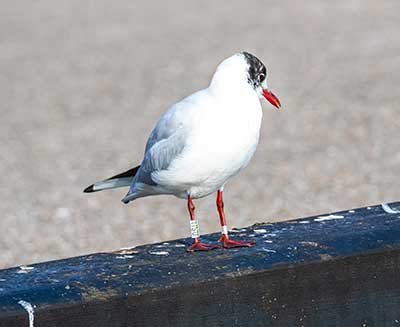 Black-headed Gull (Chroicocephalus ridibundus) [Dragør, Denmark]