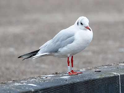 Black-headed Gull (Chroicocephalus ridibundus) [Dragør, Denmark]