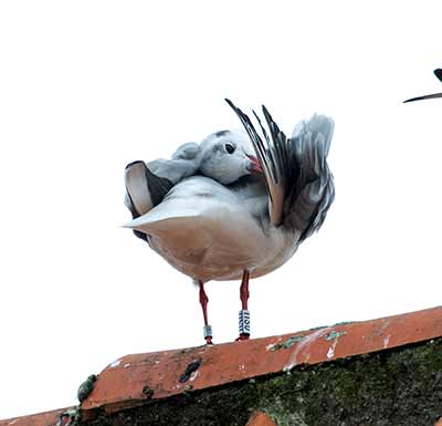Black-headed Gull (Chroicocephalus ridibundus) [Dragør, Denmark]