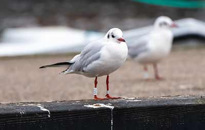 Black-headed Gull (Chroicocephalus ridibundus) [Dragør, Denmark]