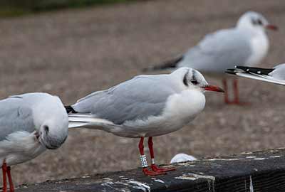 Black-headed Gull (Chroicocephalus ridibundus) [Dragør, Denmark]