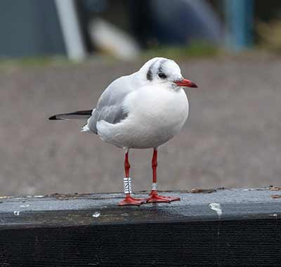 Black-headed Gull (Chroicocephalus ridibundus) [Dragør, Denmark]