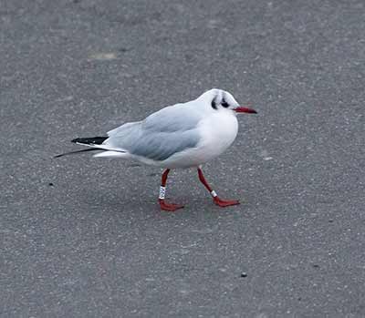Black-headed Gull (Chroicocephalus ridibundus) [Dragør, Denmark]