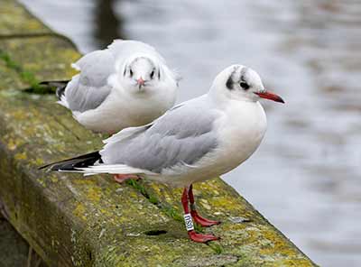 Black-headed Gull (Chroicocephalus ridibundus) [Dragør, Denmark]