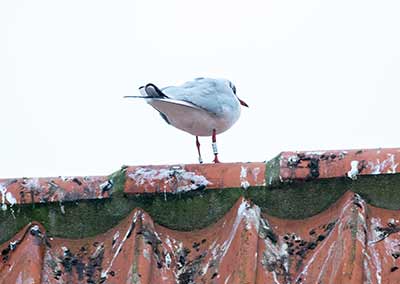 Black-headed Gull (Chroicocephalus ridibundus) [Dragør, Denmark]