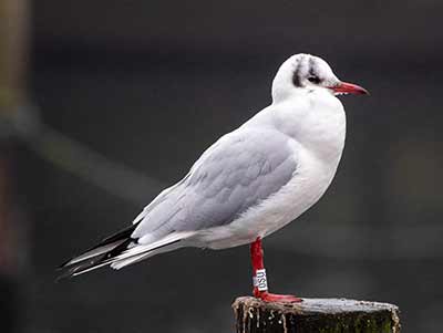 Black-headed Gull (Chroicocephalus ridibundus) [Dragør, Denmark]