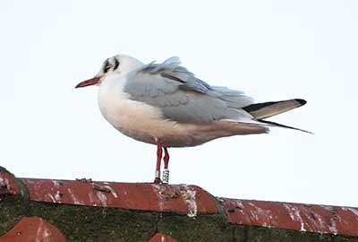 Black-headed Gull (Chroicocephalus ridibundus) [Dragør, Denmark]