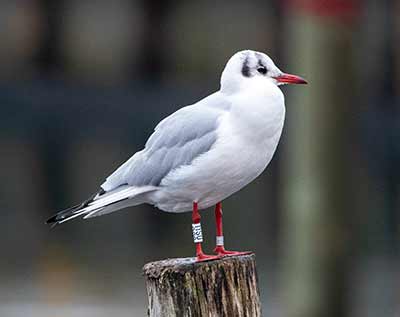 Black-headed Gull (Chroicocephalus ridibundus) [Dragør, Denmark]