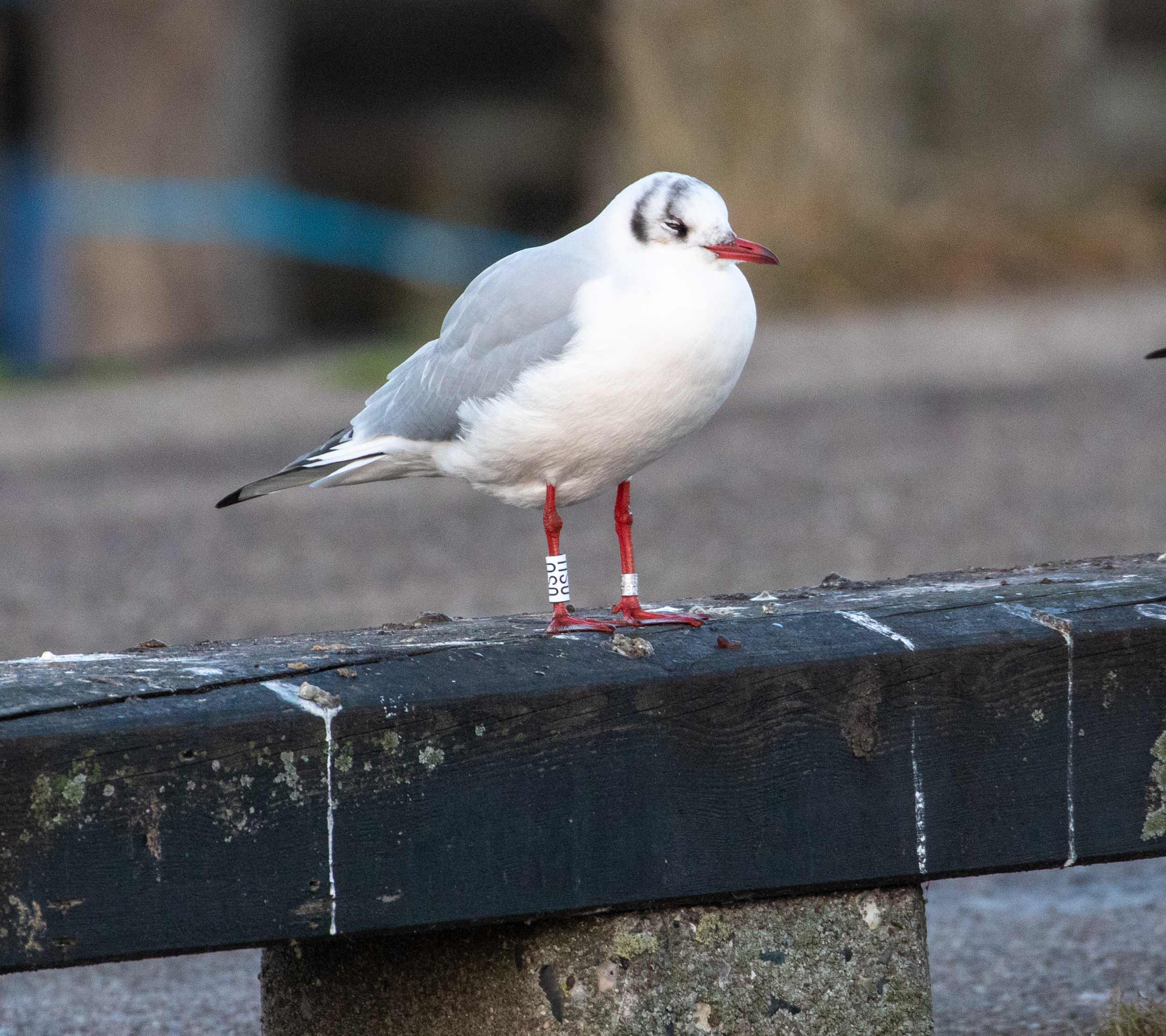 Black-headed Gull (Chroicocephalus ridibundus) [Dragør, Denmark]