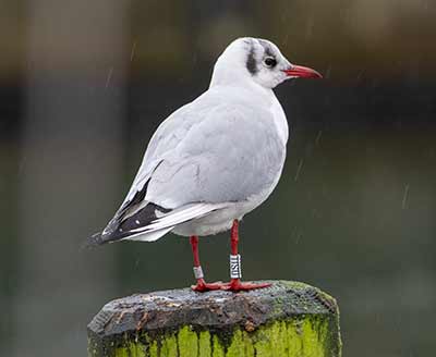Black-headed Gull (Chroicocephalus ridibundus) [Dragør, Denmark]