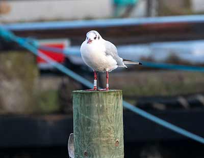 Black-headed Gull (Chroicocephalus ridibundus) [Dragør, Denmark]