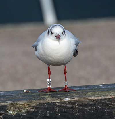 Black-headed Gull (Chroicocephalus ridibundus) [Dragør, Denmark]