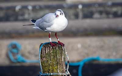 Black-headed Gull (Chroicocephalus ridibundus) [Dragør, Denmark]