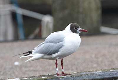 Black-headed Gull (Chroicocephalus ridibundus) [Dragør, Denmark]
