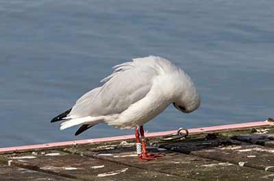 Black-headed Gull (Chroicocephalus ridibundus) [Dragør, Denmark]