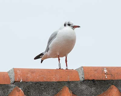 Black-headed Gull (Chroicocephalus ridibundus) [Dragør, Denmark]