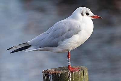 Black-headed Gull (Chroicocephalus ridibundus) [Dragør, Denmark]