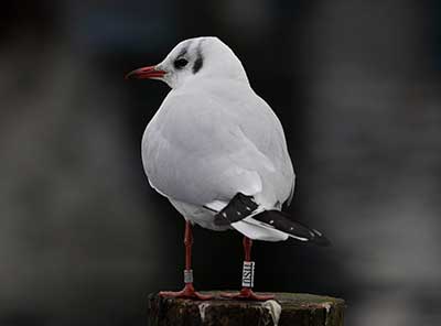 Black-headed Gull (Chroicocephalus ridibundus) [Dragør, Denmark]