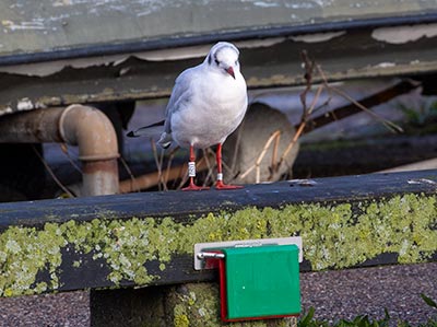 Black-headed Gull (Chroicocephalus ridibundus) [Dragør, Denmark]
