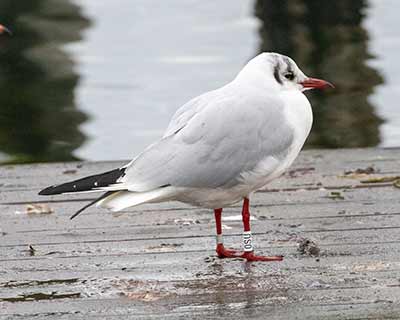 Black-headed Gull (Chroicocephalus ridibundus) [Dragør, Denmark]