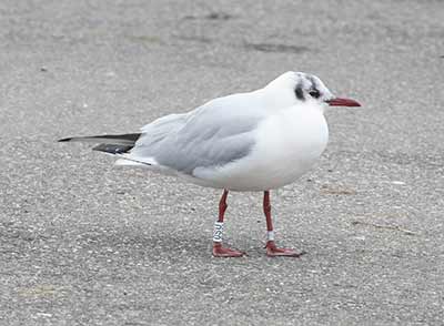 Black-headed Gull (Chroicocephalus ridibundus) [Dragør, Denmark]
