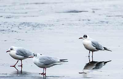 Black-headed Gull (Chroicocephalus ridibundus) [Black-headed Gull Id: 8376]