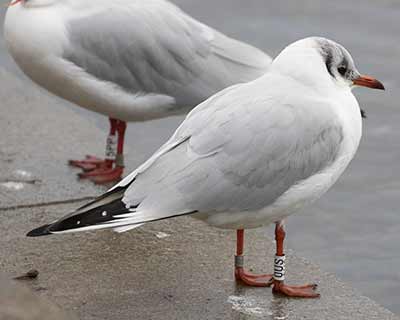 Black-headed Gull (Chroicocephalus ridibundus) [Søerne (København), Denmark]