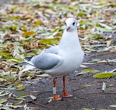 Black-headed Gull (Chroicocephalus ridibundus) [Søerne (København), Denmark]
