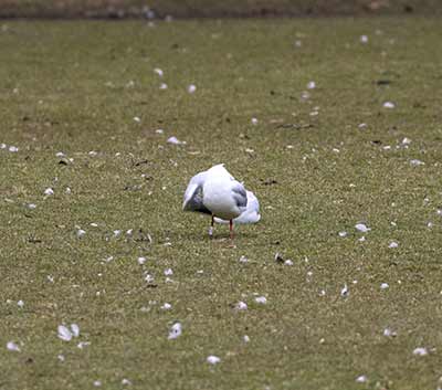 Black-headed Gull (Chroicocephalus ridibundus) [Frederiksberg Have, Denmark]