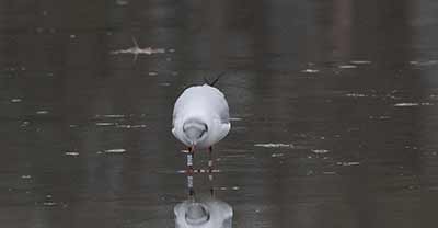 Black-headed Gull (Chroicocephalus ridibundus) [Christianshavns vold og voldgrav, Denmark]