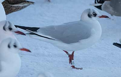 Black-headed Gull (Chroicocephalus ridibundus) [Christianshavns vold og voldgrav, Denmark]