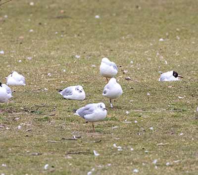 Black-headed Gull (Chroicocephalus ridibundus) [Frederiksberg Have, Denmark]