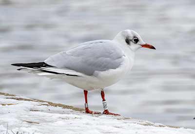 Black-headed Gull (Chroicocephalus ridibundus) [Søerne (København), Denmark]