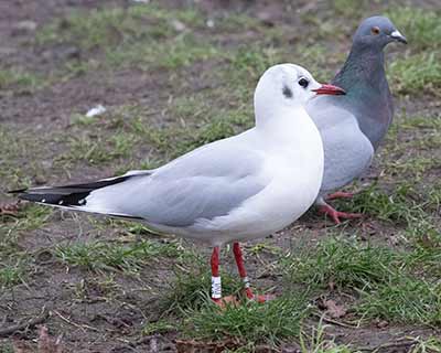 Black-headed Gull (Chroicocephalus ridibundus) [Søerne (København), Denmark]