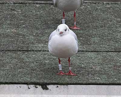 Black-headed Gull (Chroicocephalus ridibundus) [Søerne (København), Denmark]