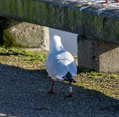 Black-headed Gull (Chroicocephalus ridibundus) [Dragør, Denmark]