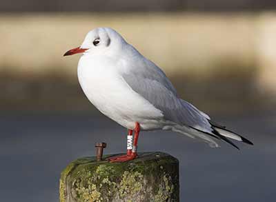 Black-headed Gull (Chroicocephalus ridibundus) [Dragør, Denmark]