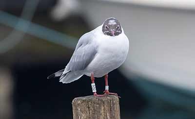 Black-headed Gull (Chroicocephalus ridibundus) [Dragør, Denmark]