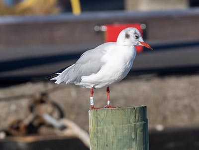 Black-headed Gull (Chroicocephalus ridibundus) [Dragør, Denmark]
