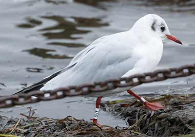 Black-headed Gull (Chroicocephalus ridibundus) [Dragør, Denmark]