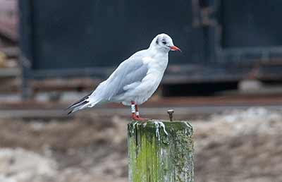 Black-headed Gull (Chroicocephalus ridibundus) [Dragør, Denmark]
