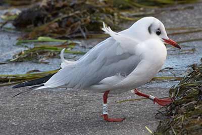 Black-headed Gull (Chroicocephalus ridibundus) [Dragør, Denmark]