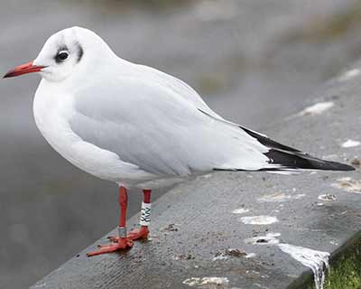 Black-headed Gull (Chroicocephalus ridibundus) [Dragør, Denmark]