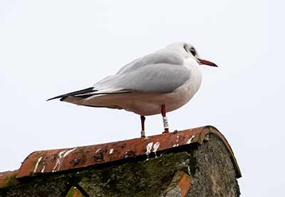 Black-headed Gull (Chroicocephalus ridibundus) [Dragør, Denmark]