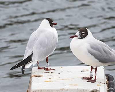 Black-headed Gull (Chroicocephalus ridibundus) [Dragør, Denmark]
