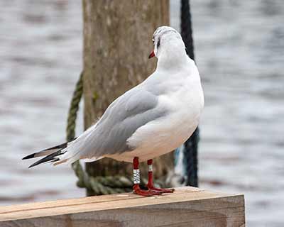 Black-headed Gull (Chroicocephalus ridibundus) [Dragør, Denmark]