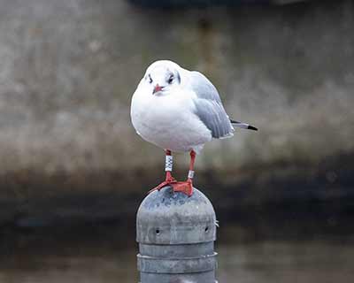Black-headed Gull (Chroicocephalus ridibundus) [Dragør, Denmark]